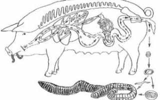 Аскаридоз у свиней: диагностика и лечение