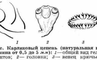 Как развивается и почему возникает фасциолез животных?