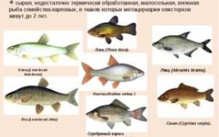 В какой рыбе есть описторхоз: список и особенности