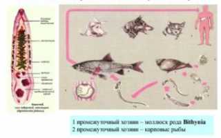Чем и как лечить описторхоз?