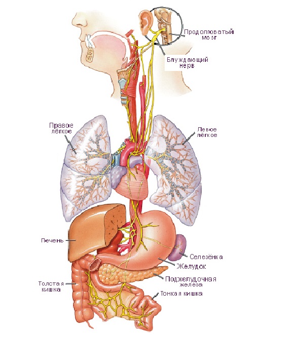 Схематическое изображение блуждающего нерва. На картинке изображен желтым цветом.