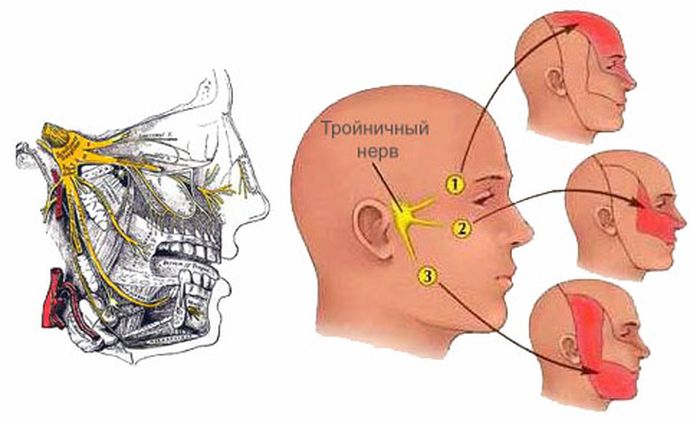 Тройничный нерв и зоны иннервации